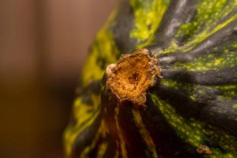 Macro shot of the tip of the squash fruit. Stock Photos