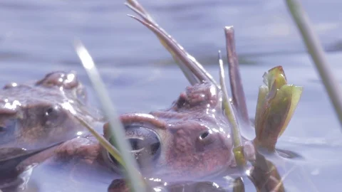 Macro shot of toad in water, during mating season, 1080p tripod shot Vídeo Stock 98917522