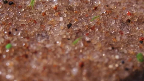 Macro shot top view of grains of sand and small fragments of shells blown by the Stock Footage 311060484