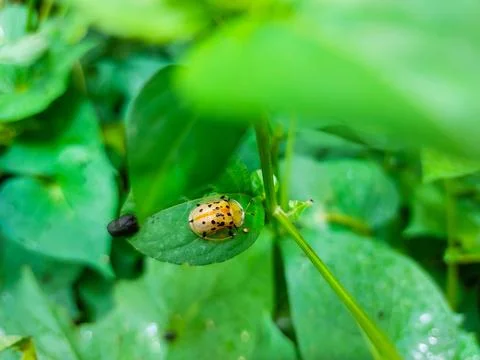 Macro shot of tortoise beetle with reflective golden shell Stock Photos