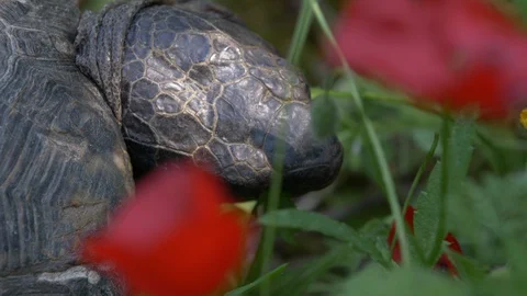Macro shot of tortoise head eating green grass Stock Footage 129520734