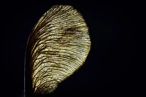 Macro shot of a transparency leaf on a black background Stock Illustration