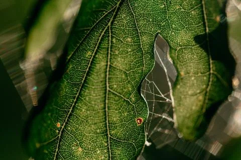 Macro shot of a transparent leaf with a spider web and vein pattern Stock Photos