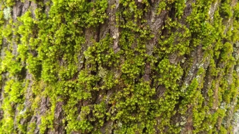 Macro shot of tree bark covered with moss Stock-Footage 318847838