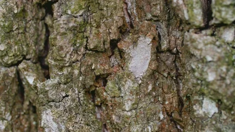 Macro shot of tree bark in forest Stock Footage 230035571