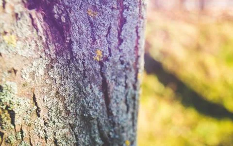 Macro shot of tree bark Stock Photos