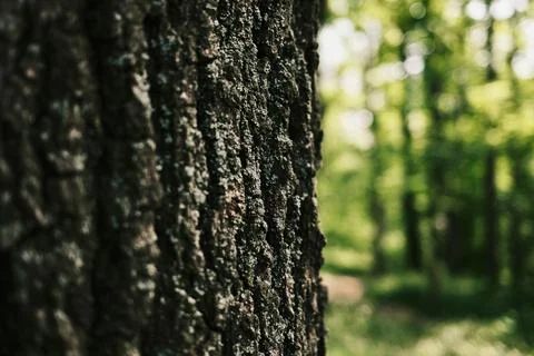 Macro shot of tree bark showing natural texture and rough surface in a sunl.. Foto stock