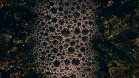 Macro shot of tree foam running down woodland tree in heavy rain 스톡 동영상 348221915