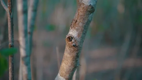 Macro shot of a tree in the forest with zoom effect Video stock 132346475