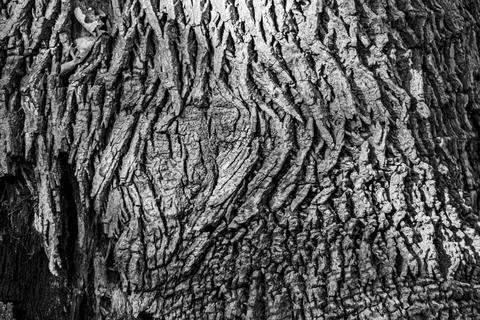 Macro shot of a tree texture Stock Photos