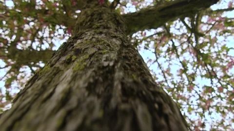 Macro shot of a tree trunk with its bark in relief, in a garden in France Stock Footage 289744211