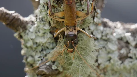 Macro shot of tree weta on a mossy log Stock Footage 102726912