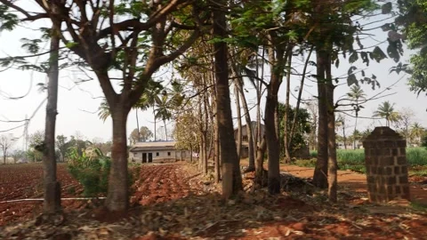 Macro shot of trees along the road, Fields along the road Stock Footage 151957447