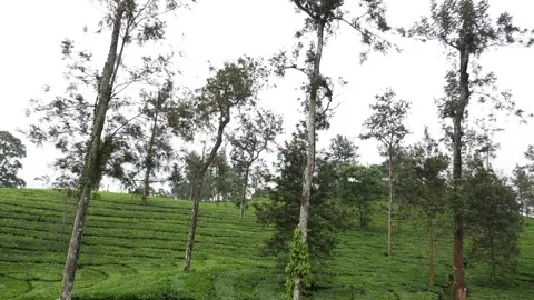 Macro shot of trees on the hill, Green hill view Vídeo Stock 156956429