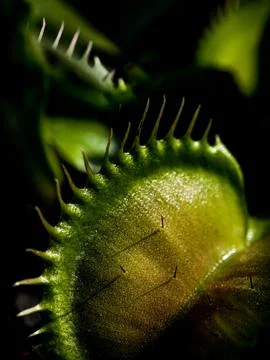 Macro shot of the trigger hairs and cilia of an open Venus flytrap plant Foto stock