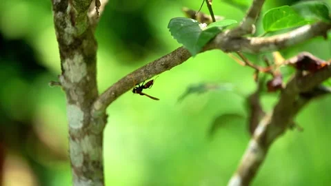 Macro Shot of Tropical Wasp on Tree Branch in Raja Ampat, Indonesia Stockbeeldmateriaal 280866674