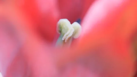 A macro shot of a tulip flower’s stigma. Stock Footage 303460985