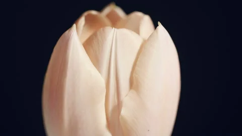 Macro shot of tulip with petals. Stock Footage 102646296