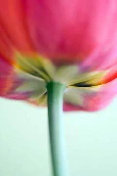 Macro shot of a tulip Stock Photos