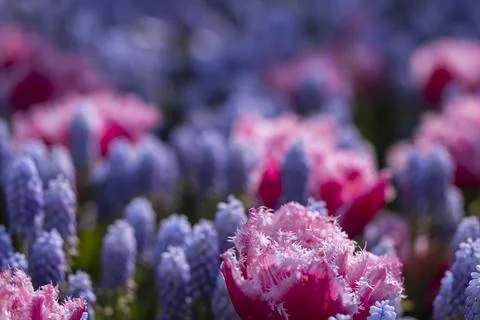 Macro shot of tulip with water drops, Keukenhof flower garden, Lisse, Nethe.. Stock Photos