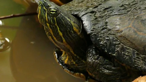 Macro shot of turtle bringing head in and then out over water Stock Footage 123549313