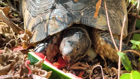 Macro shot of a turtle eating a slice of watermelon Stock Footage 345606020