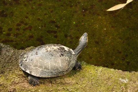 Macro shot of a turtle resting on a stone by the water Stock Photos