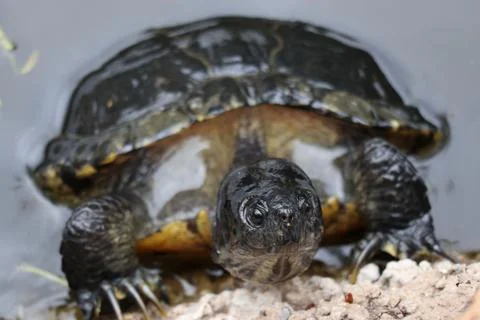 Macro shot of a turtle slowly crawling out of the water Stock Photos