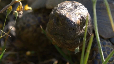 Macro shot of turtles face chewing on the green grass on bright sunlight Video stock 129551685