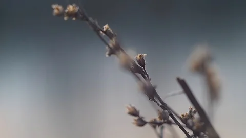 Macro shot of a twig in spring Stock Footage 128090820