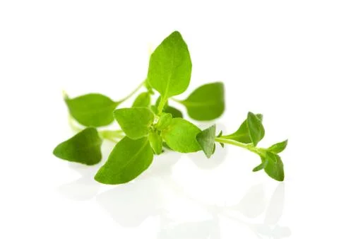 Macro shot of twig thyme Stock Photos