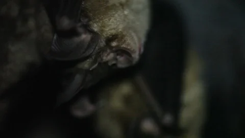 Macro Shot of Two Bats Sleeping 스톡 동영상 109155192