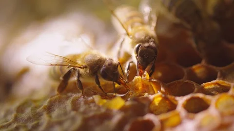 Macro shot of two bees gathering honey with proboscises into honeycomb 库存影片 98486581