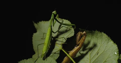 Macro shot of two brown and green European praying mantis  Aggressively 스톡 동영상 119323539