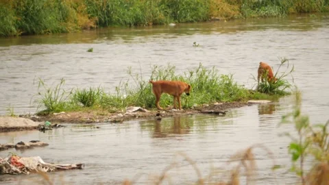 Macro shot of two dogs at the middle of river water Video stock 148538404