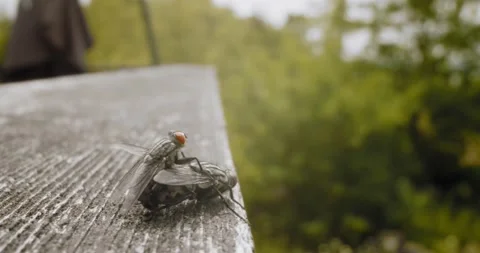 Macro shot of two flies mating on a railing Stock Footage 133736169