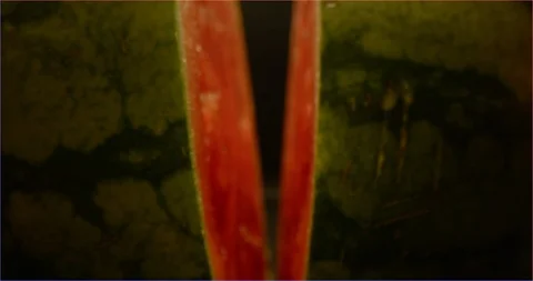 Macro shot of two half of watermelon Stock-Footage 126285397
