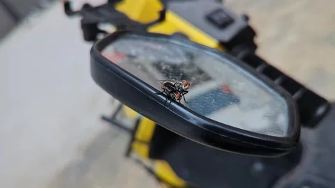 Macro shot of two house flies copulating on the bike mirror during a winter.. Stock-Footage 344411316