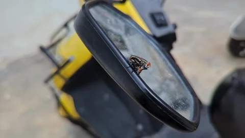 Macro shot of two house flies copulating on the bike mirror during a winter.. Stock-Footage 344412005