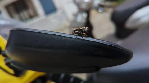 Macro shot of two house flies copulating on the bike mirror during a winter.. Stock-Footage 344412006