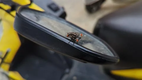 Macro shot of two house flies copulating on the bike mirror during a winter.. Stock-Footage 344412007