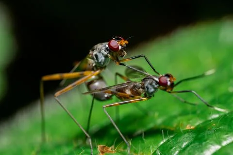 Macro shot of two insect animals in the wild Stock Photos