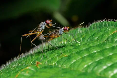 Macro shot of two insect animals in the wild Stock Photos