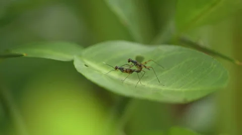 Macro shot of two insects having sex on a green tropical leaf Stock Footage 51927999