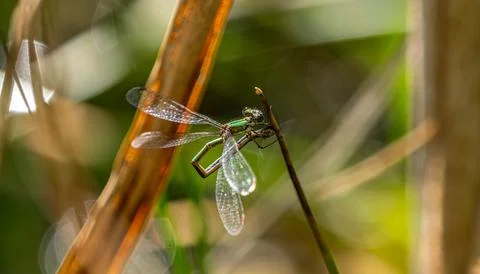 Macro Shot of Two Metallic Green Damselflies Mating on a Dry Plant Stem Stock Photos