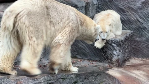 Macro shot of two polar bears. 4K. Stock Footage 232034095