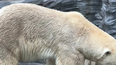 Macro shot of two polar bears hugging. 4K Stock Footage 235044010