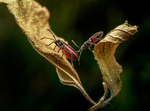 Macro shot of two red beetles on dry leaves on a dark blurred background Foto stock