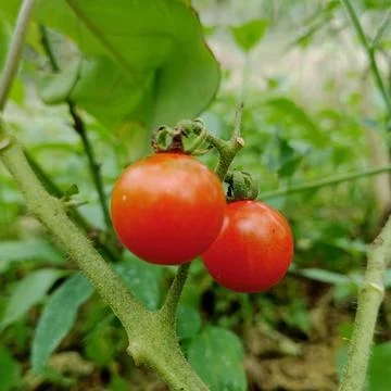 Macro shot of two ripe cherry tomatoes on the vine Stock Photos