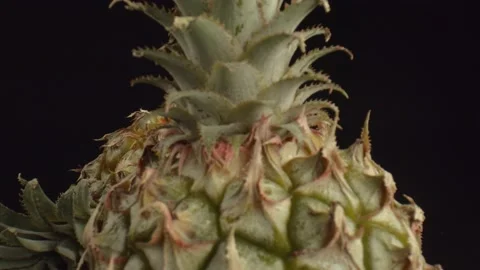 Macro shot of two ripe pineapples with long, dense leaves. The use of pineapples Stock Footage 164386351